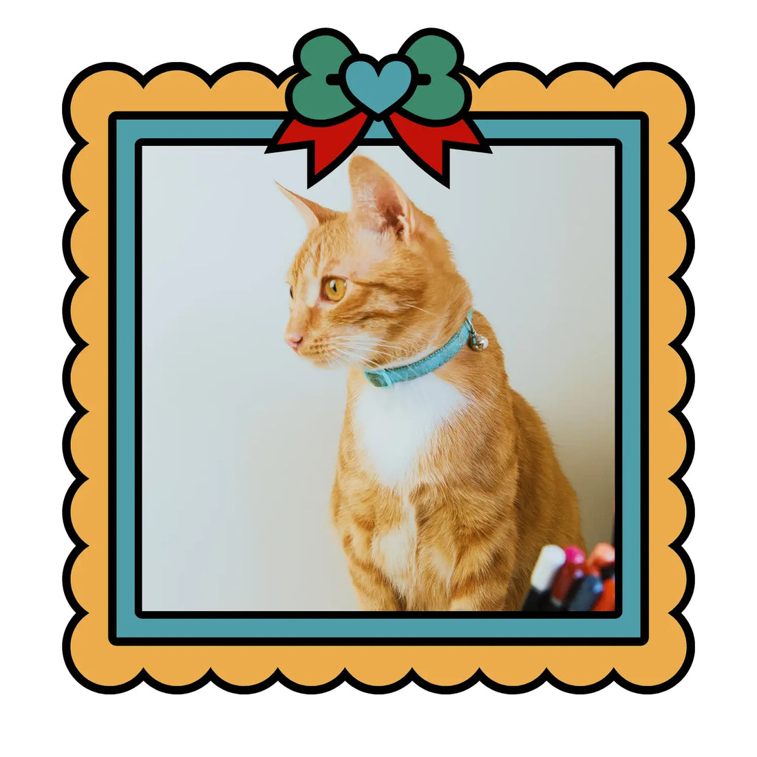 A ginger tabby cat with a white chest, wearing a light blue collar adorned with a small bell.